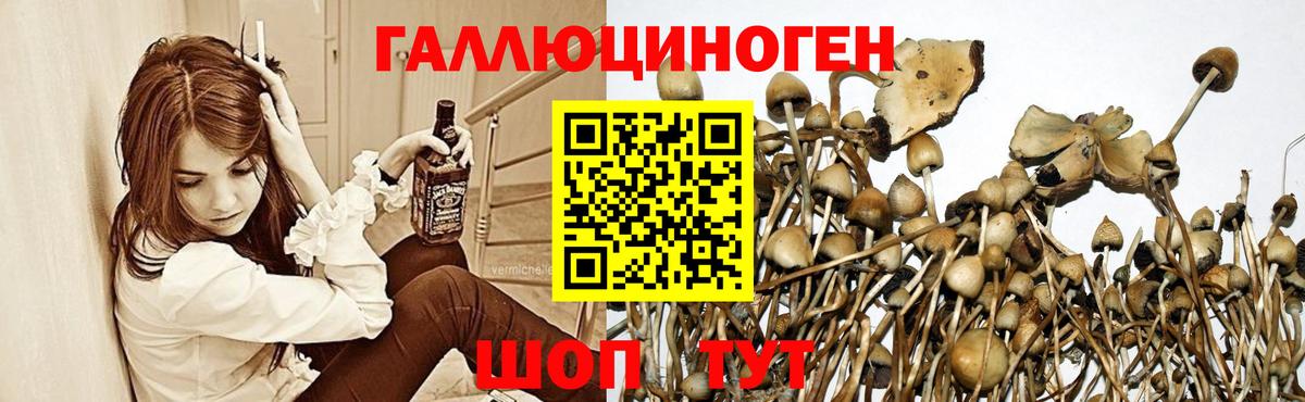 дарнет шоп  Псилоцибиновые грибы MAGIC MUSHROOMS  Вход с VPN  Курган 